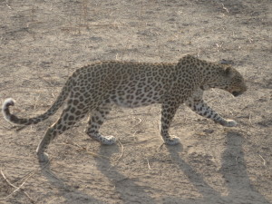 Leopard - Chobe 